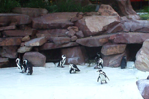 The penguins at Flamingo have been moved to the Dallas zoo.